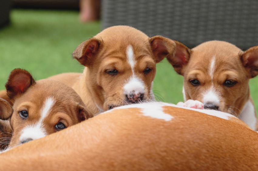 Basenji puppies laying together on green background