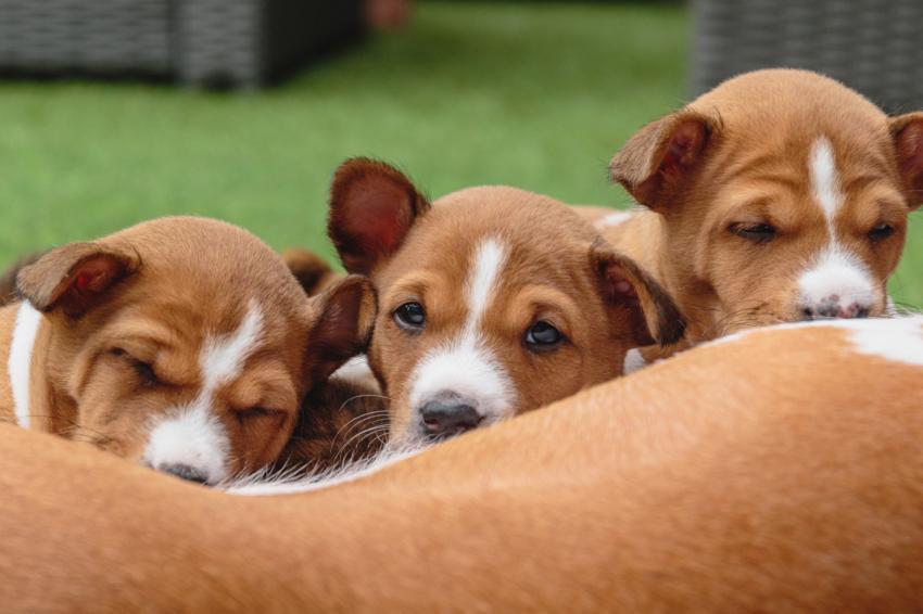 Basenji puppies laying together on green background