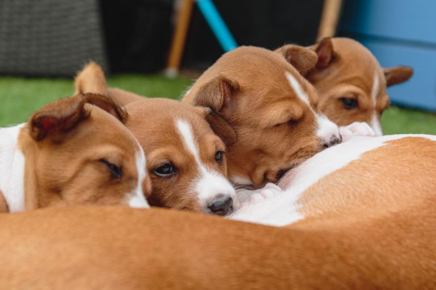 Basenji puppies laying together on green background