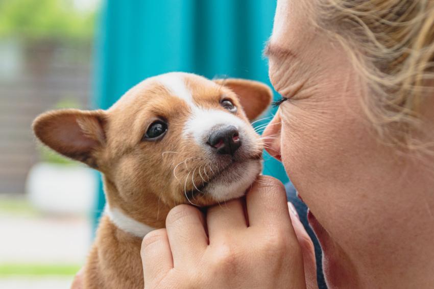 Cute basenji puppy in hands of young woman