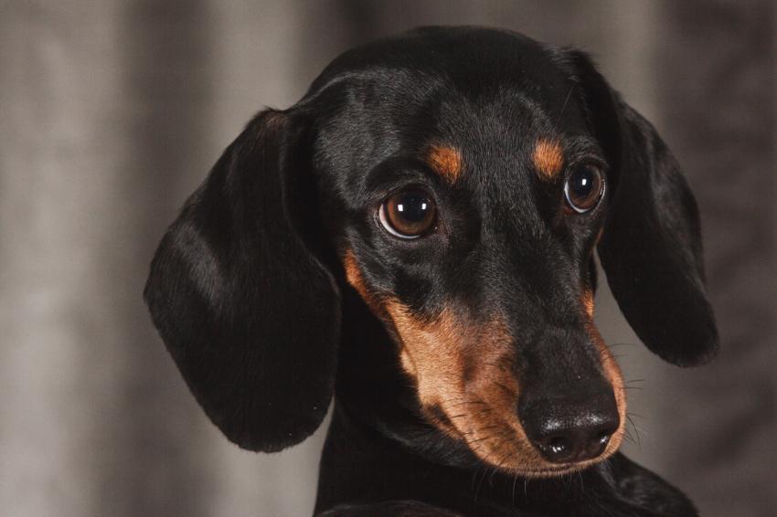 dog, dachshund