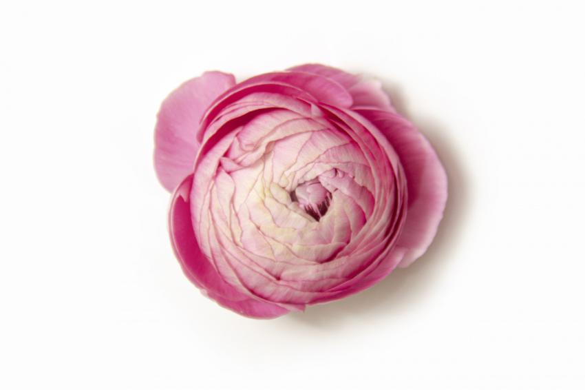 Close-up of a light pink ranunculus bud
