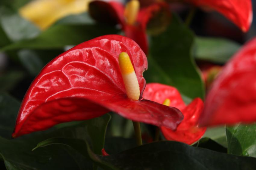 Anthurium andraeanum