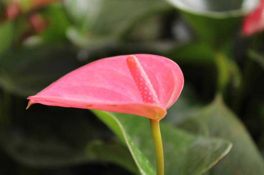 Anthurium andraeanum