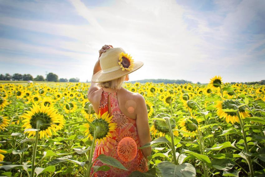 woman among sunflowers