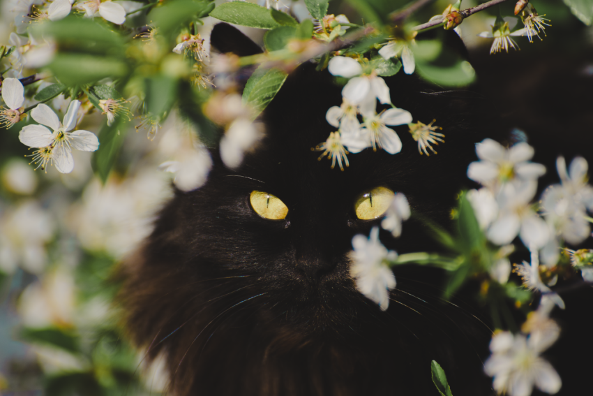beautiful cat eyes_3
