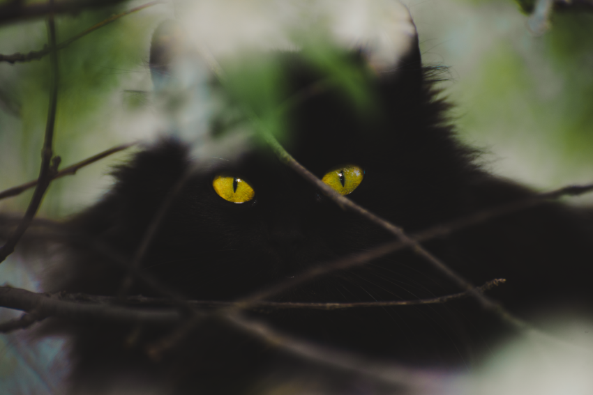 beautiful cat eyes_4