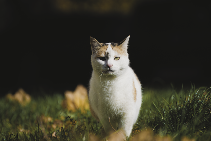 cat model