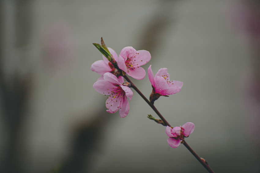 blooming peach