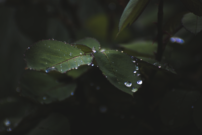 water drops