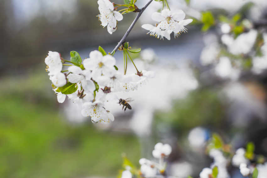 a bee on a cherry blossom