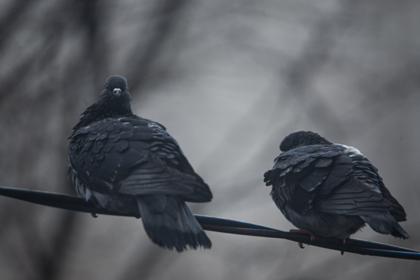 Doves