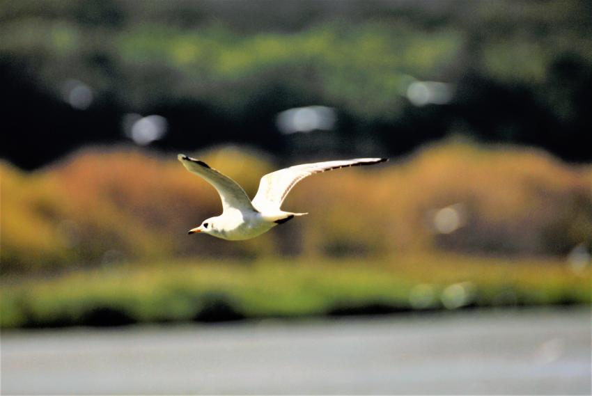 seagull in flight