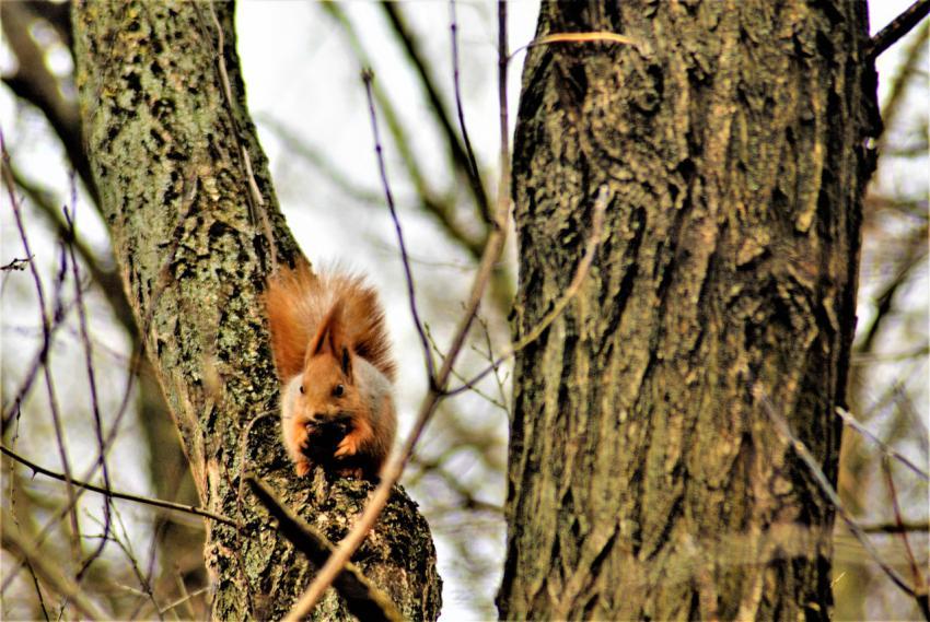 Squirrel jumps on a tree