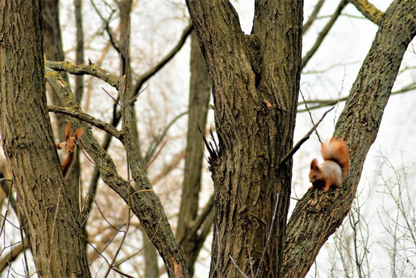 Squirrel jumps on a tree