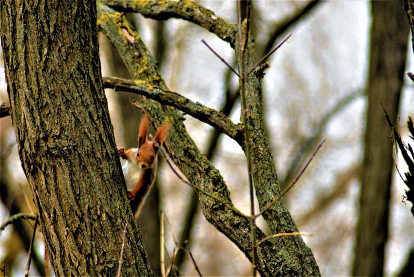 Squirrel jumps on a tree