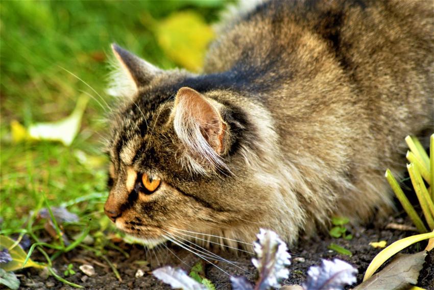 the cat hid
