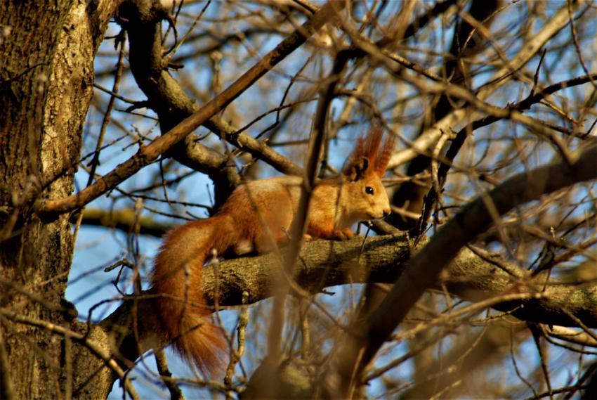 Squirrel on a tree