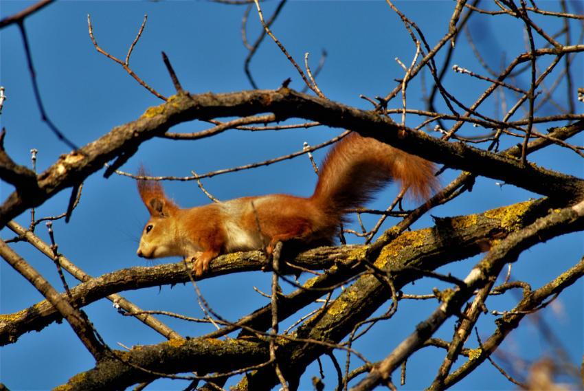 Squirrel on a tree