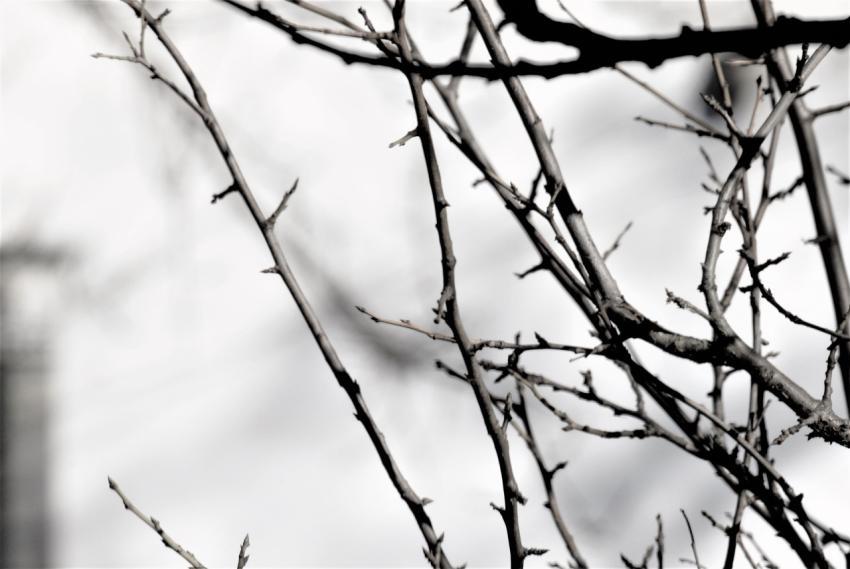 branches