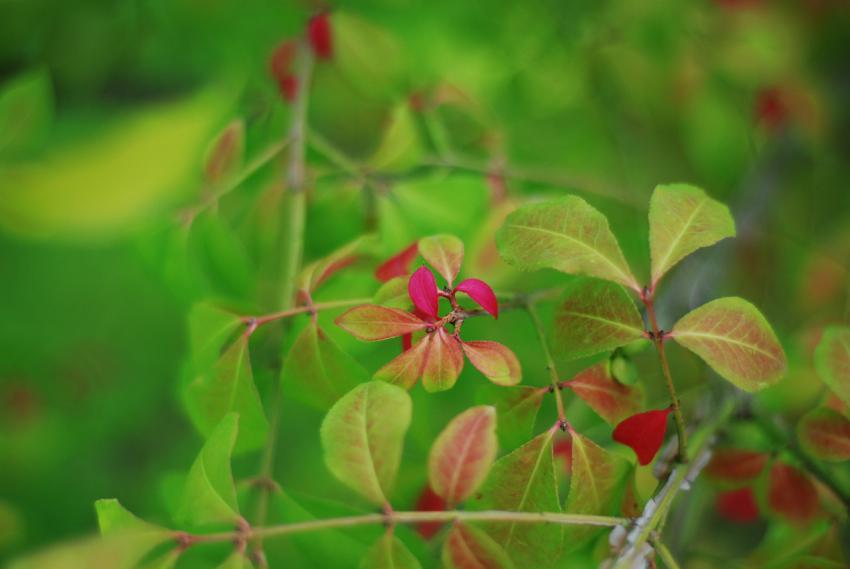 Plant branch