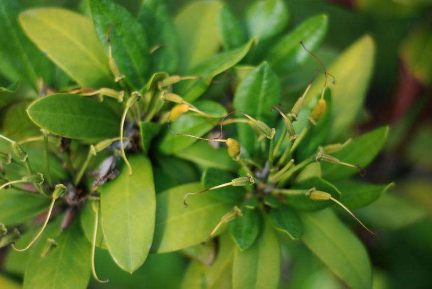 green plants