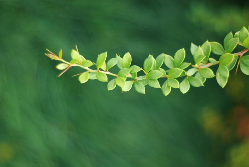 green branch