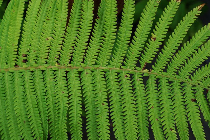 fern leaf