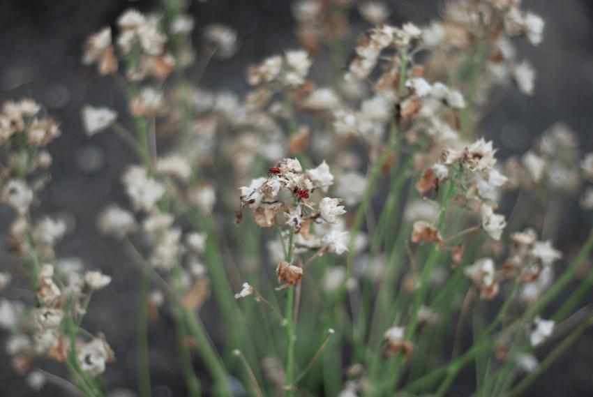 wild flowers