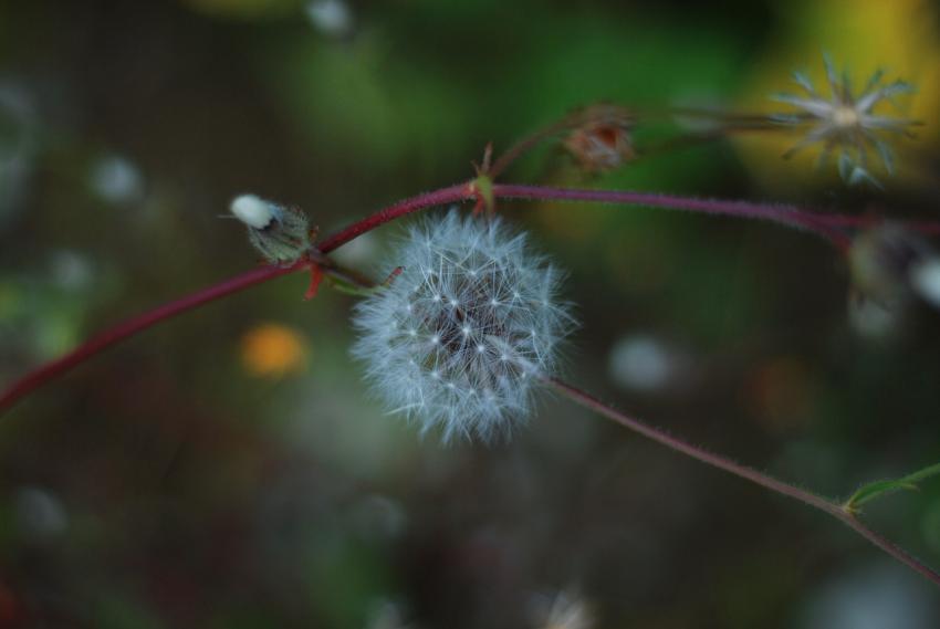 Dandelion