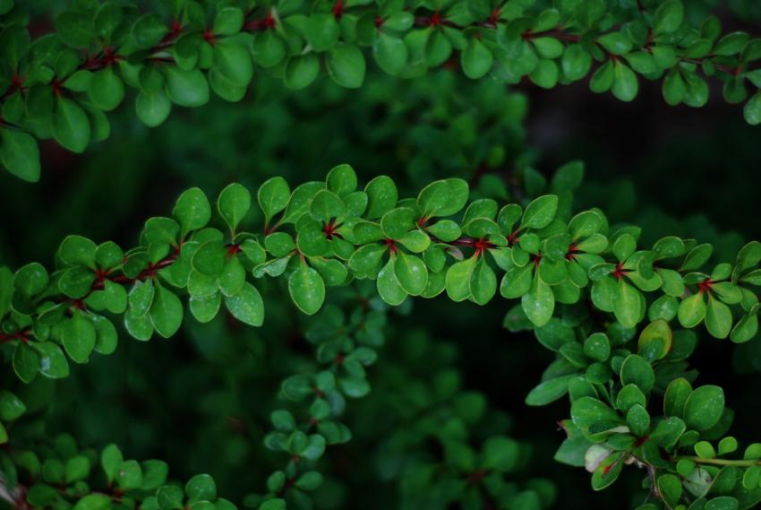 green branches