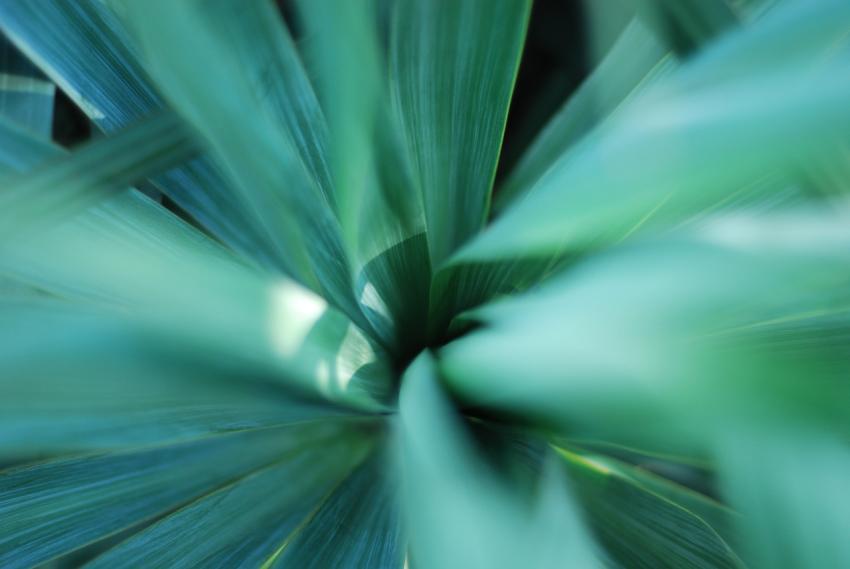 floral background