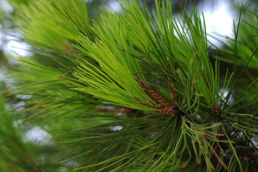 pine branch