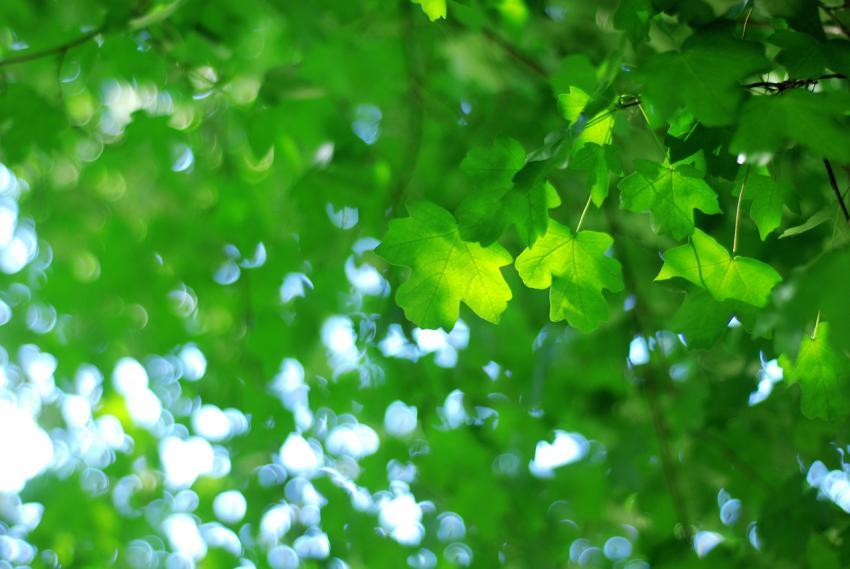 green leaves
