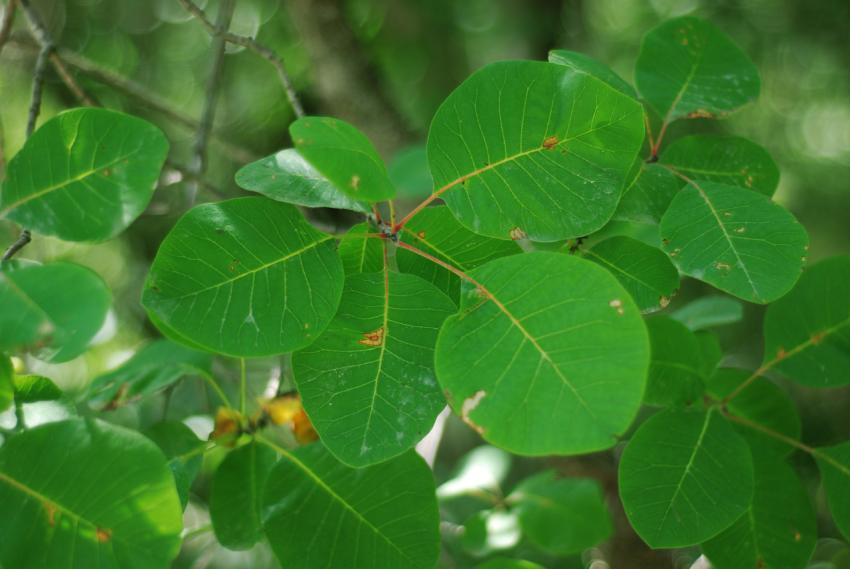 Green leaves