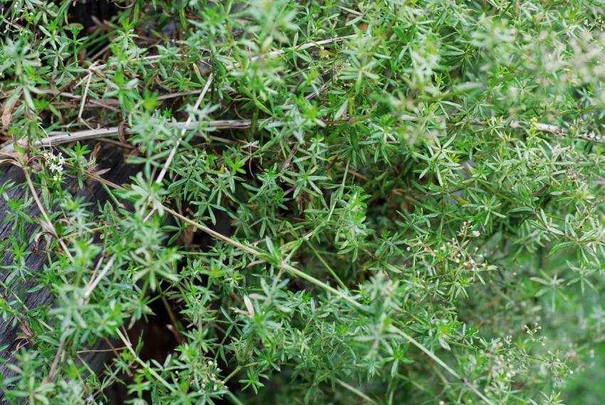 Green plants