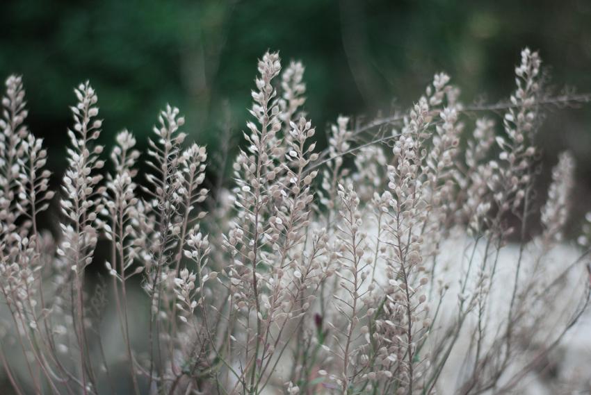 dry wild plants