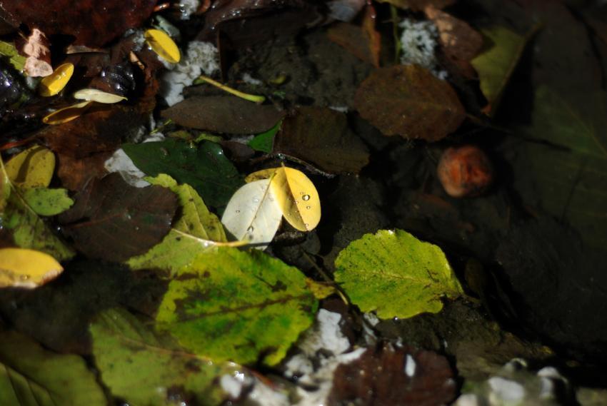 Leaves with dew