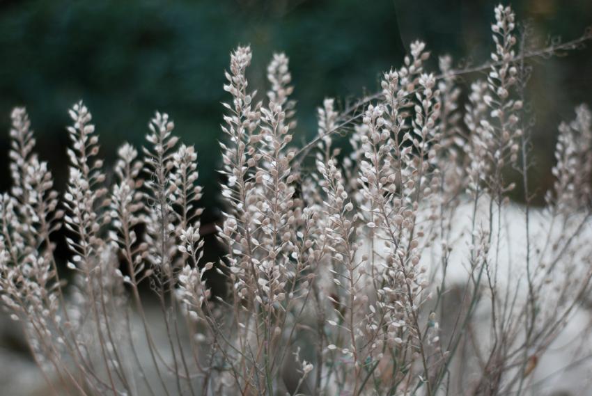 dry plants