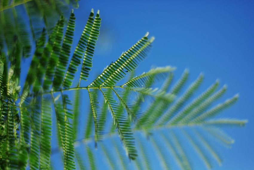 Green leaves