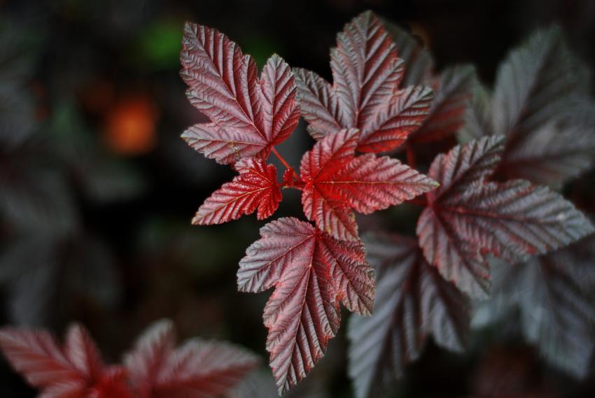 ornamental plant