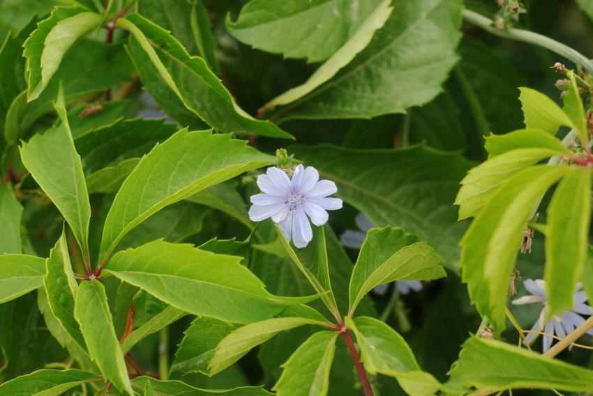 Blue flower