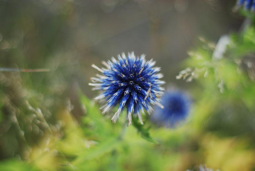 Blue flower