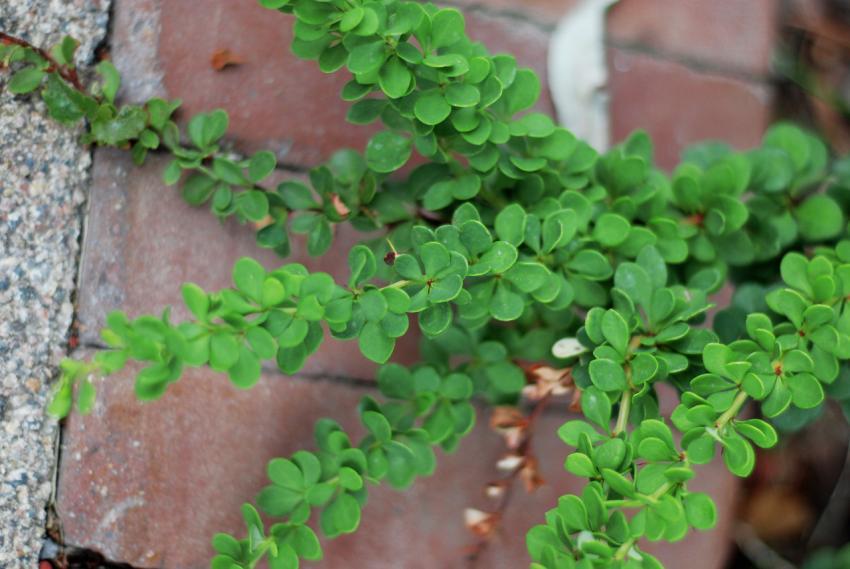 green branches
