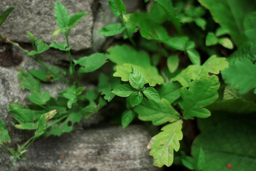 Green leaves