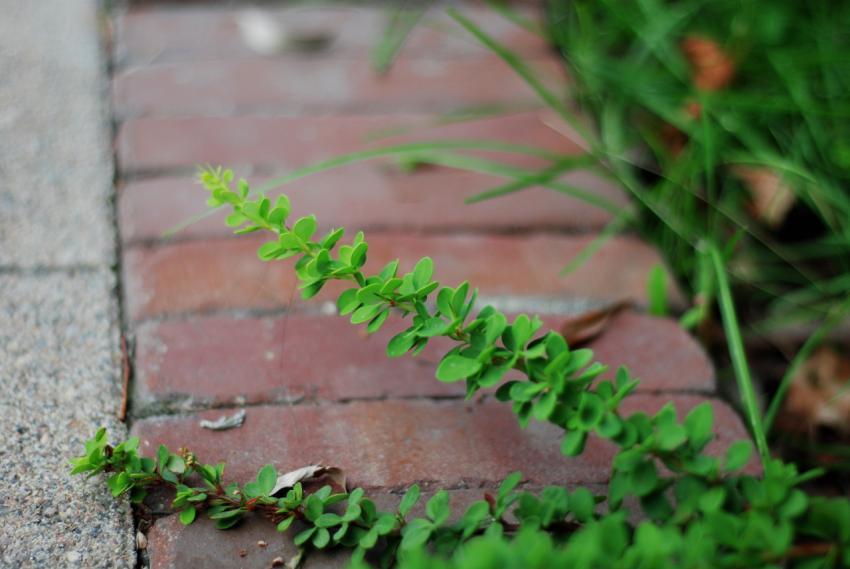bush twig