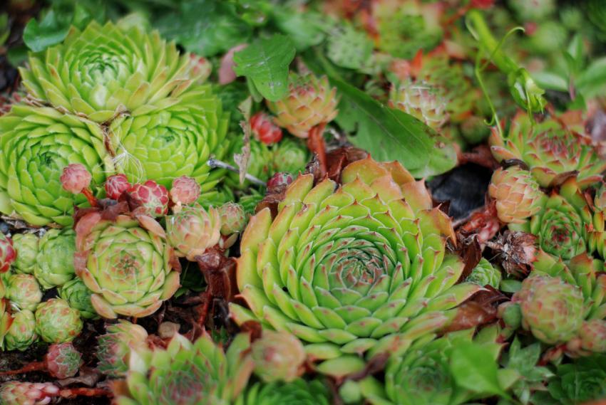 green succulents