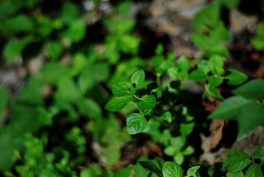 green plant