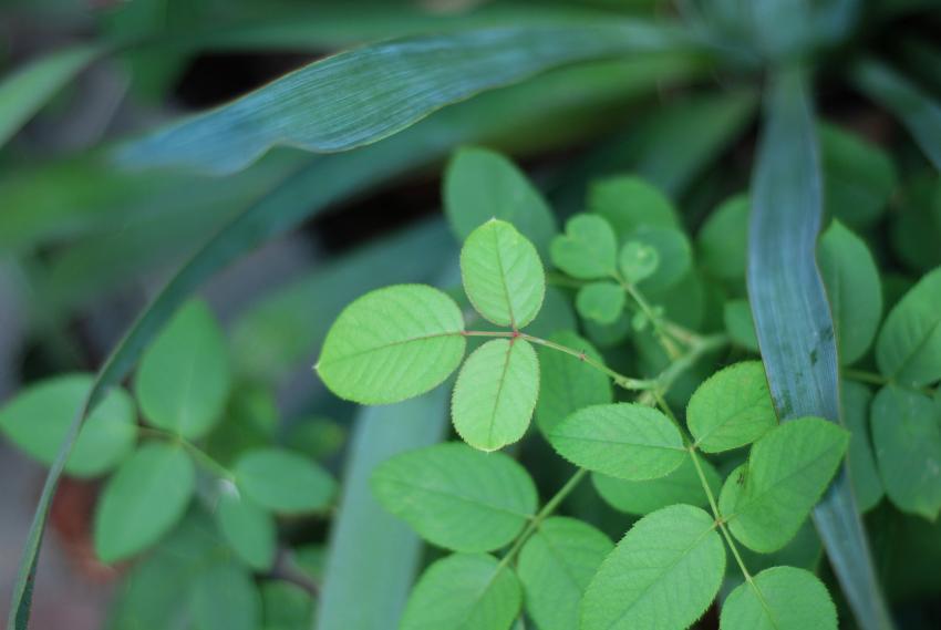 green leaves