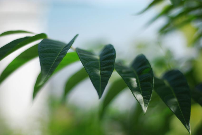 green leaves
